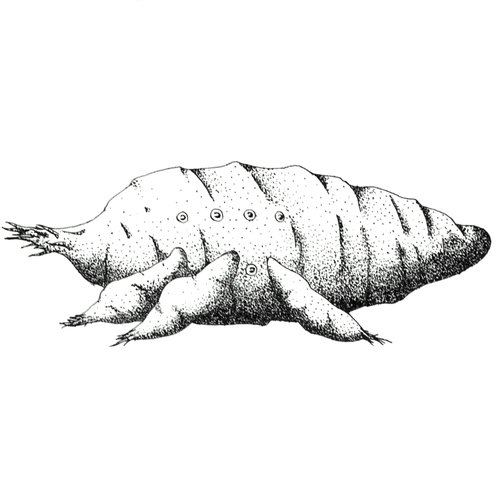 Yam