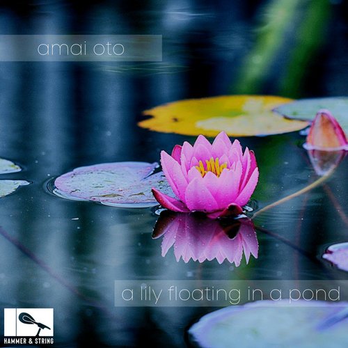 a lily floating in a pond