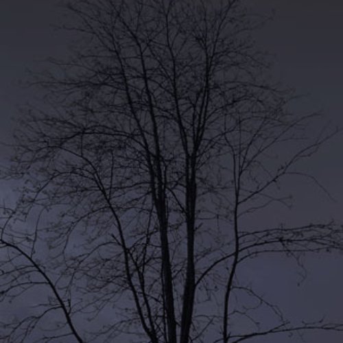 Variations of Trees