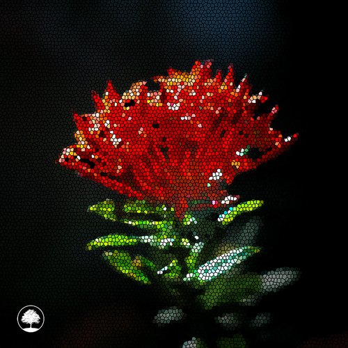 Red Salvia - Single