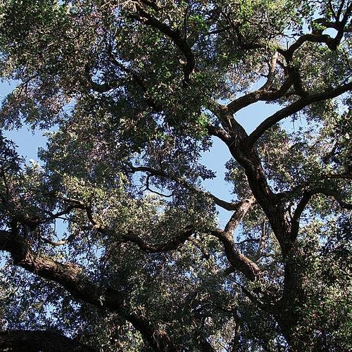 Trees