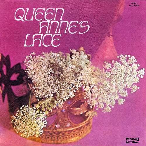 Queen Anne's Lace