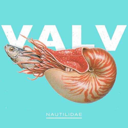 Nautilidae