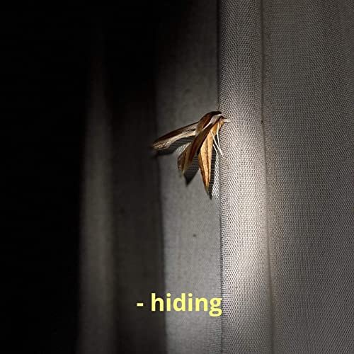 Hiding