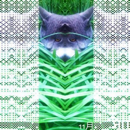 11月