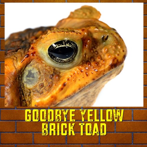 Goodbye Yellow Brick Toad