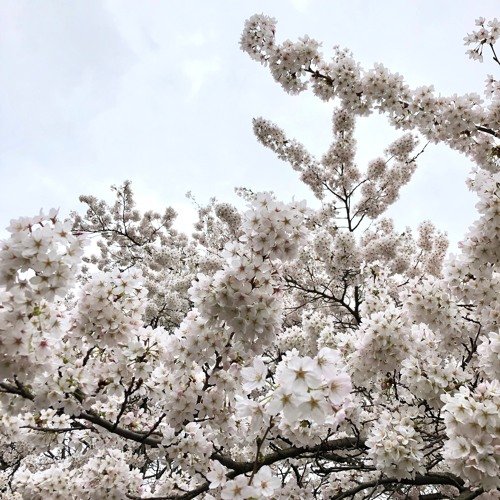 Solitude - Single