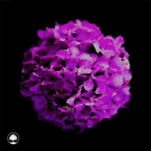 Purple Hydrangea