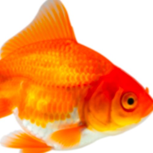 Fishy - Single