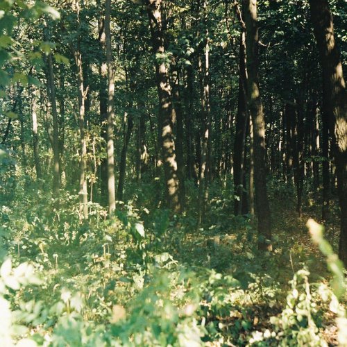 Лес - весна - песня мечтателя