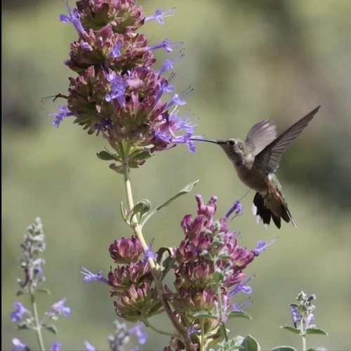 Spring Bird Sounds