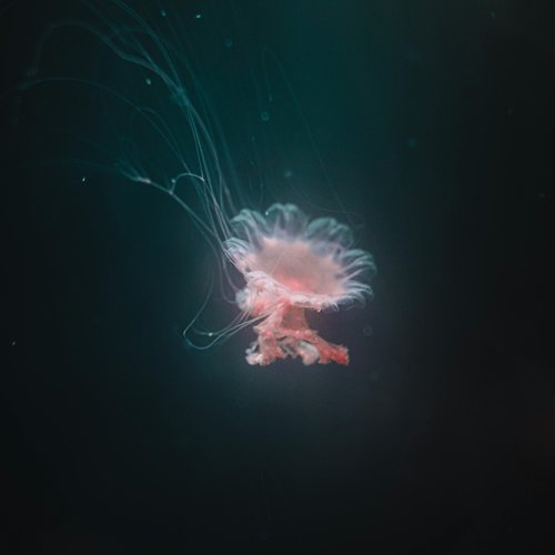 The Deep Sea