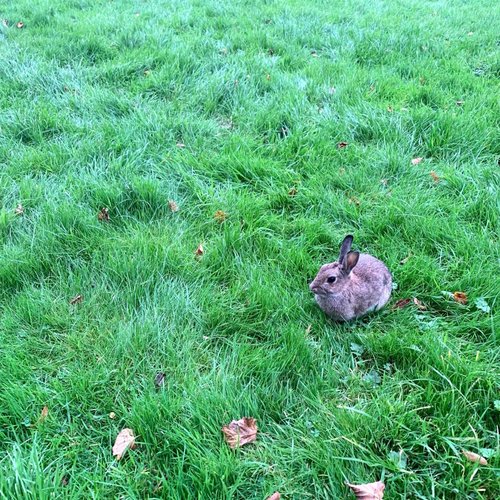 Bunny