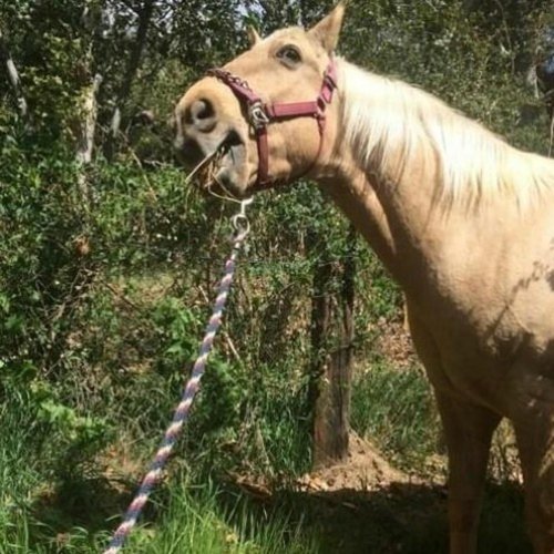 HORSEY