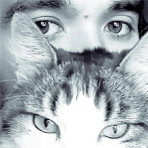 Dedicado a mi gato pulguita