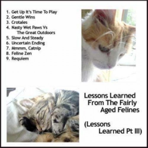 Lessons Learned From The Fairly Aged Felines (Lessons Learned Pt III)