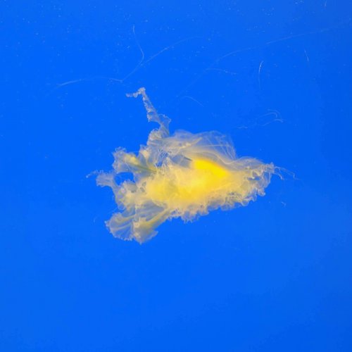 Nov 6 (Election) - Single