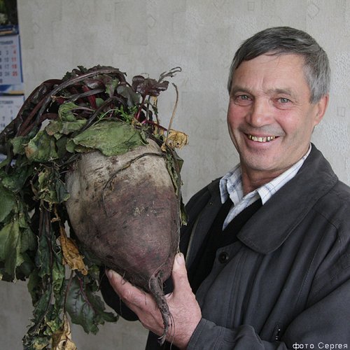 Voice of СВЁКЛА