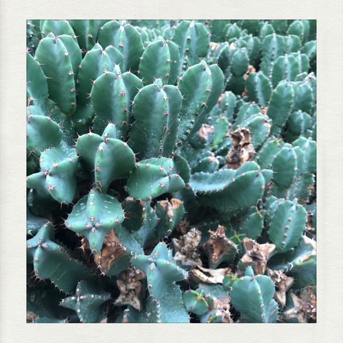 terrarium