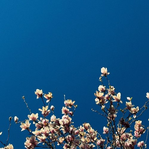 petals