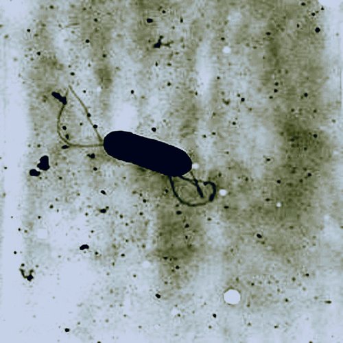 Listeria
