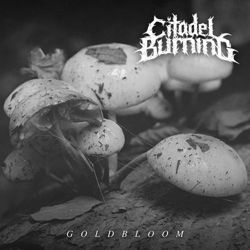 Goldbloom