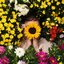 Eure Blumen - Single