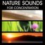 Nature Sounds for Concentration, Studying, Better Learning, Help Paying Attention, Reading, Stimulate Memory. Sounds of Nature Study Music