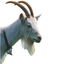 Avatar for jumalsurma