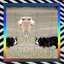 Symmetrical Dogz