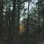 Among the Trees