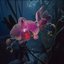 Frost Bloom