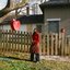 apple tree