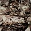 The River - Single