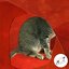 PDA Holiday - Single