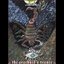 The Arachnid's Trance