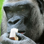 Avatar for Gorilla-