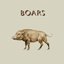 Sus Scrofa