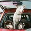 The Little Dog Laughed - EP
