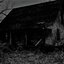 Haunted Woods