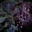 Songs for your Overdose