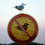 BirdControl için avatar