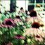 Queen Of Daisies EP