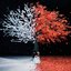 茜さす / everlasting snow