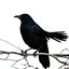 Spring Birds - Single