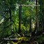 The Whispering Woods - Single