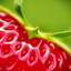 strawberrson için avatar