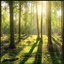 Inside the Forest
