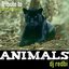 Animals (Remix - Tribute to Martin Garrix)