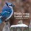 Birds song forest rain